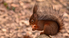 Eichhörnchen (31).jpg